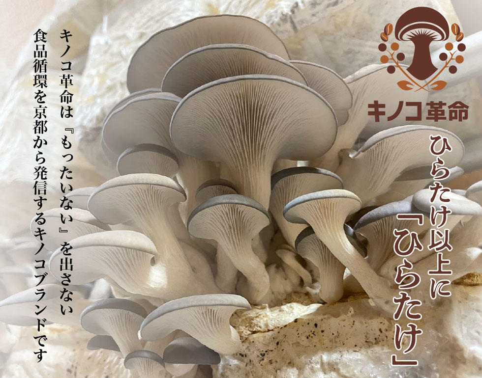 ひらたけ以上にひらたけ