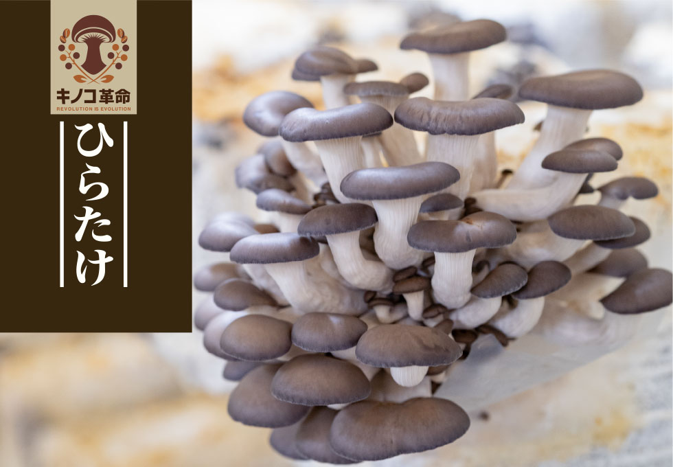 ひらたけ