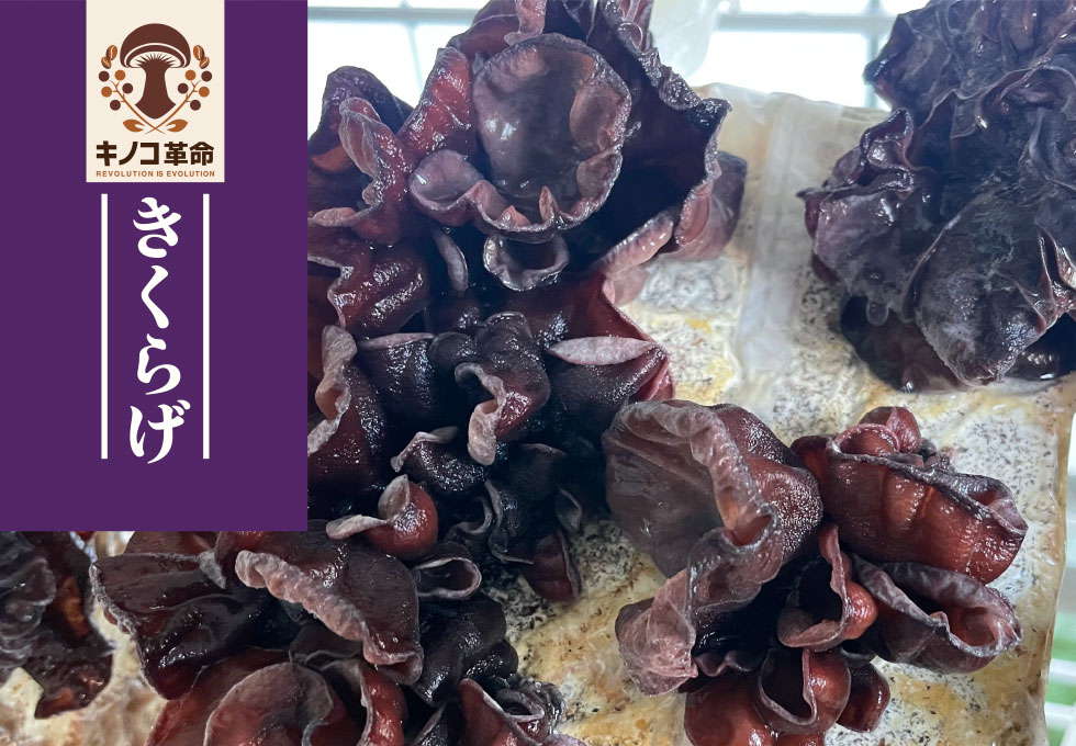 きくらげ